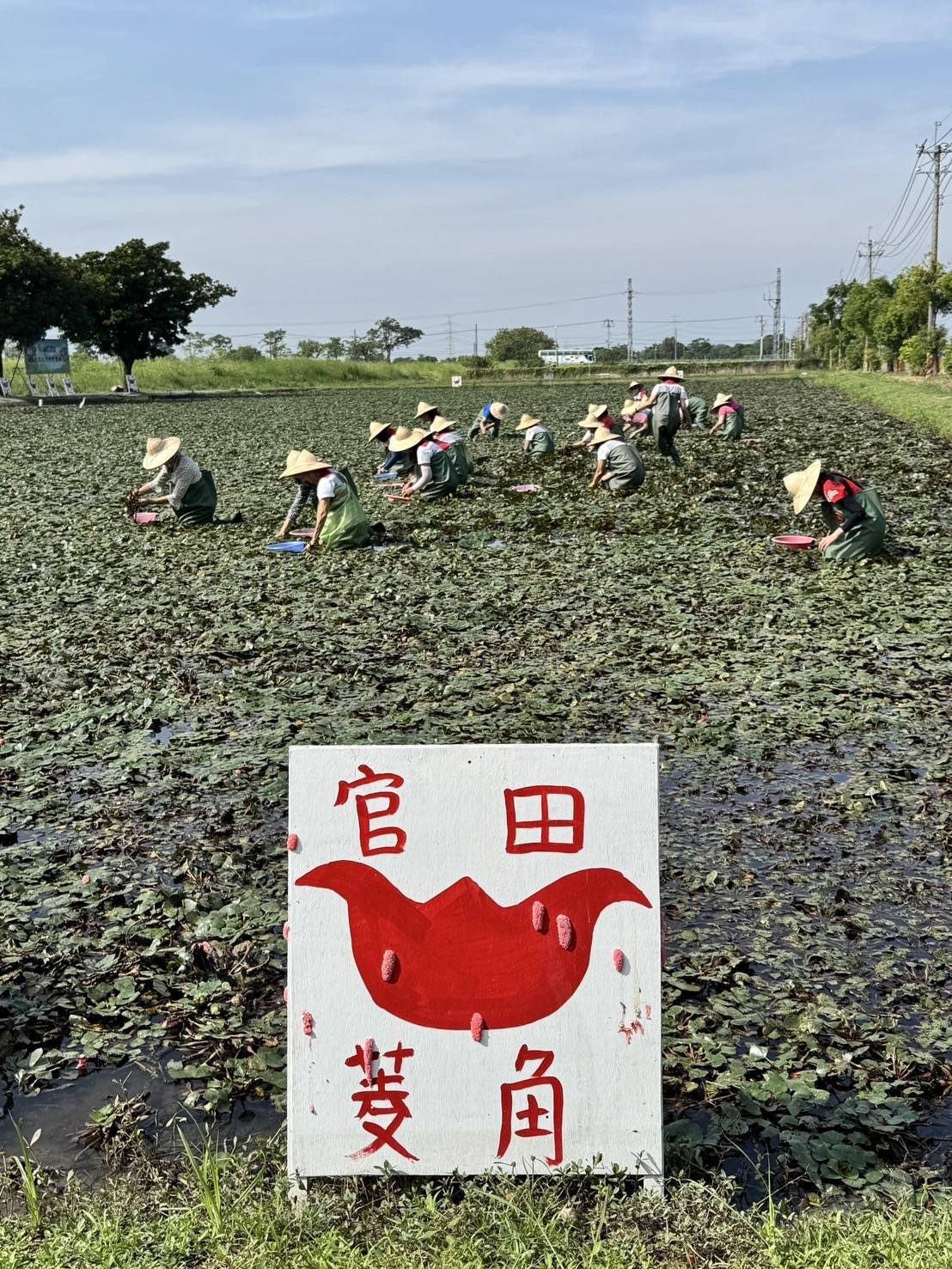 秋風起、菱角熟　台南官田採菱趣