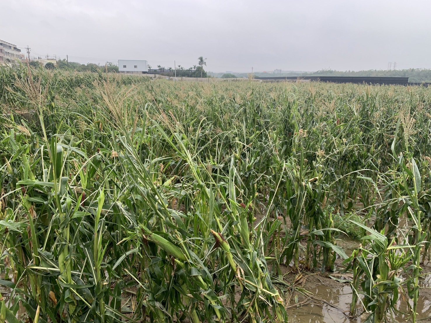 中市硬質玉米及大豆災損 　11/18前可申請現金救助