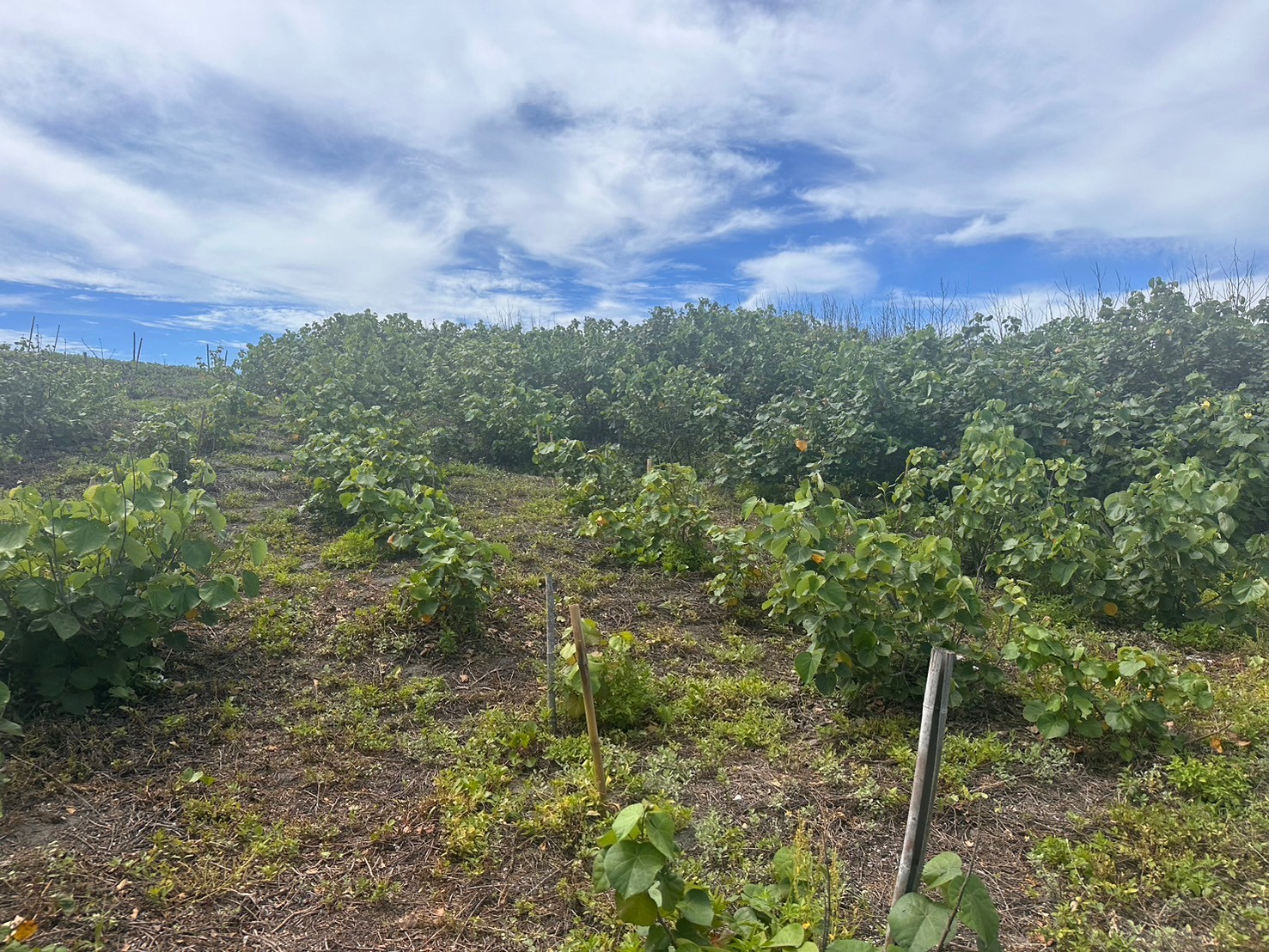 113年專案地經營撫育照 0