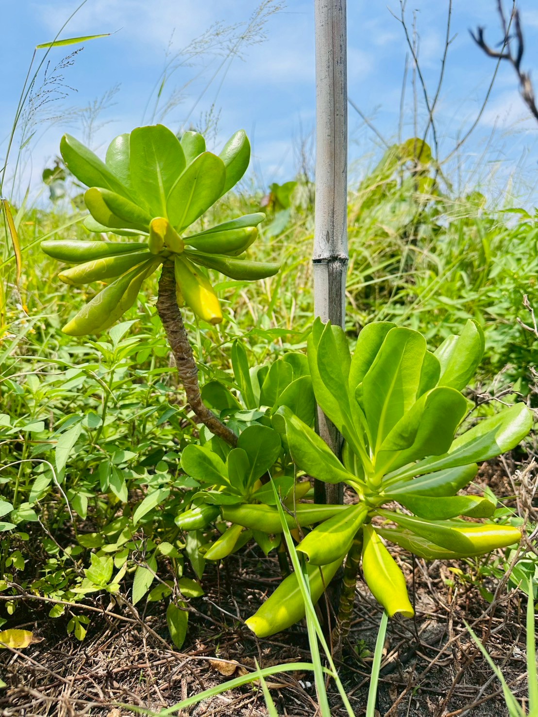 114年專案地巡護情形 造林樹 草海桐 生長良好 0